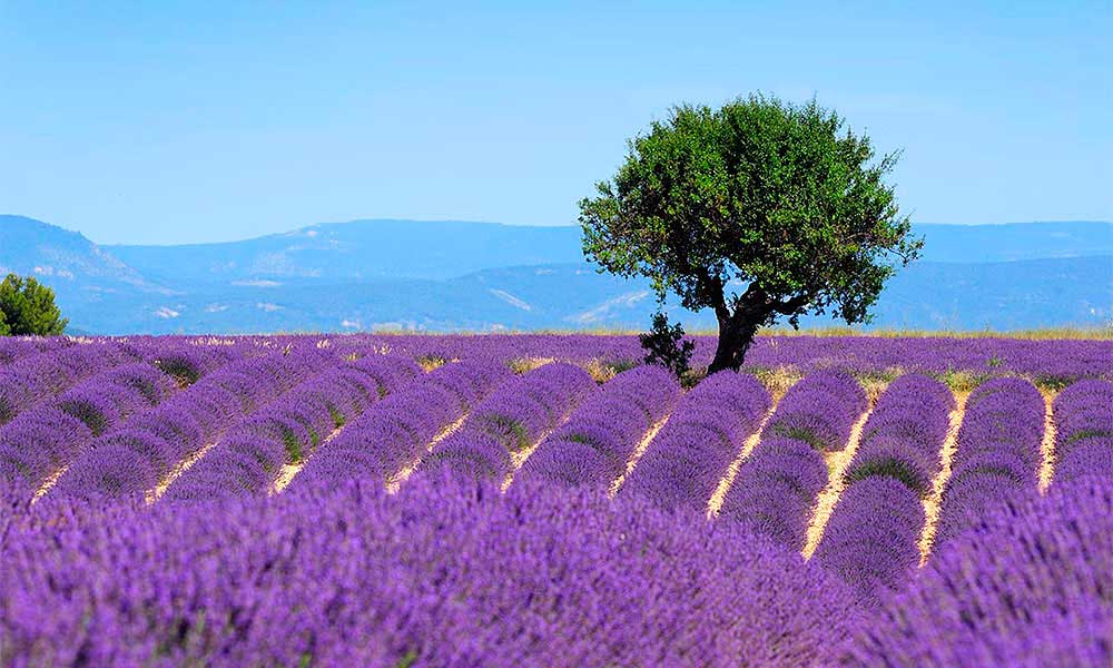 Champ de lavande en fleur sur le plateau de Valensole